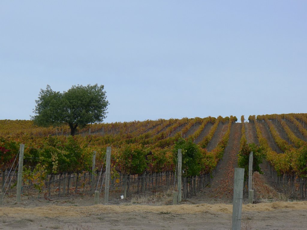 Napa 017